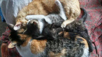 L.....2 - Wasze koteły przytulają się do siebie i śpią razem czy każdy ma swoje miejs...