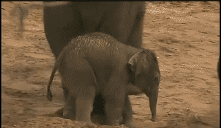 likk - nie przeszkadzaj dorosłym!

#gif #zwierzeta #slonie #slonik