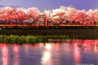 Lookazz - > A gorgeous photograph of the cherry blossom road at Kagawa Prefectural Ki...