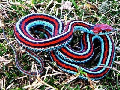 lamernoire - #snakeboners Thamnophis sirtalis tetrataenia