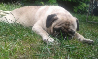 PanTester - #vader aka Gustaw robi ogromne postępy. Dziś byłem z nim u rodziców. Zero...