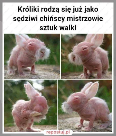 Elfickuuu - #krolik #mistrz #sztukiwalki #humorobrazkowy