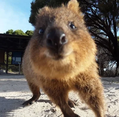 aloszkaniechbedzie - Gotowi na piąteczek?

#quokkanadzis #quokka #zwierzaczki