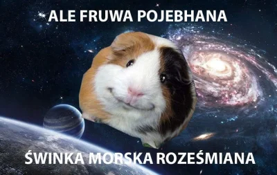 jebluschytrus - #smiesznypiesek #kosmonauta #swinkamorska
