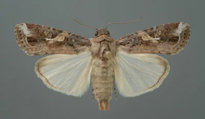 bojowonastawionaowca - Dorosła forma Spodoptera frugiperda
