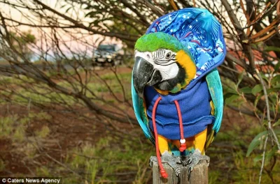 likk - na froncie dziś będą #papugiwbluzachzkapturem 

#papuszkaboners #papugi #zwi...