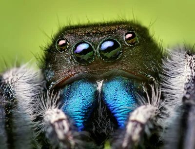 Medved - #pajaki #smiesznypiesek
Phidippus audax.