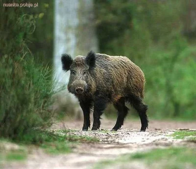 ZdradzonyOSwicie - @robert919: xDD