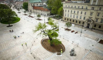 M.....U - Te wszystkie spotkania umawiane pod baobabem...
Jutro rano wycinają.
#lub...