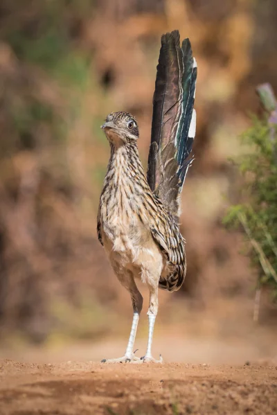 angelosodano - Beep Beep! - Kukawka kalifornijska (Geococcyx californianus)_
#vatica...