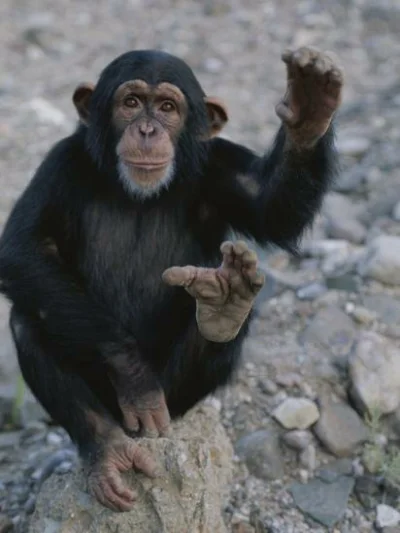 WladcaZla - Na zdjęciu szympansa widać pewne podobieństwo.