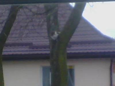 Blaskun - Kot wlazł na drzewo przed moim domem i nie może zejść. 
Koty są głupie. 
...
