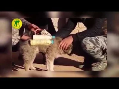 Dominiko_ - Nowy pomysł Daeshowców: w Mosulowym worku wysłali psa załadowanego butelk...