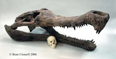 ciekawe-ciekawe - #ciekawostki Na zdjęciu widzimy czaszkę sarkozucha.

To prehistor...
