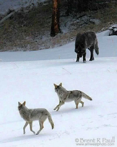 Mesk - Różnica między kojotem a wilkiem... #creepy #smiesznypiesek #zwierzaczki #natu...