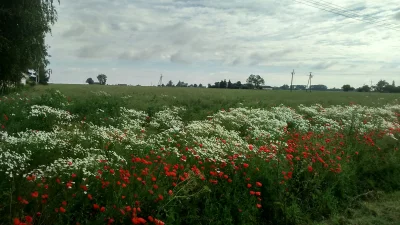 Neq - Tak bardzo polski obrazek z rana. #dziendobry