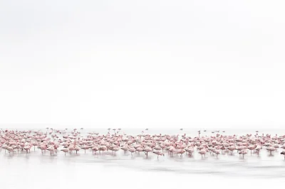 Mesk - Flamingi na plaży w Namibii 
fot. Alessandra Meniconzi #zwierzaczki #minimali...