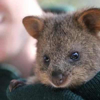 mfek00 - Jako że lato powoli nas opuszcza, dzisiaj kuoczka w sweterku ʕ•ᴥ•ʔ

#quokk...