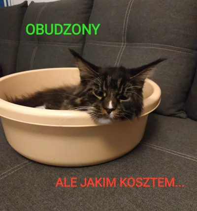 mainecoompf - Niby sobota, a jednak ciężko

#kitku #pokazkota #heheszki #koty #mainec...