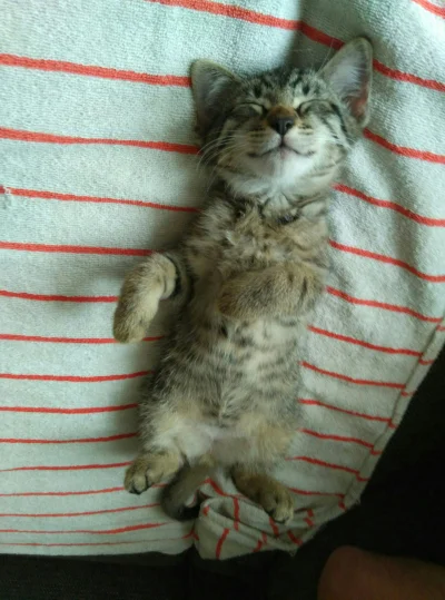 Rudalke - A kto tu tak słodko śpi? (｡◕‿‿◕｡)

#pokazkota #kot #koty #smiesznekotki #ki...