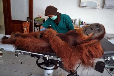 mactrix - To zdjęcie zostało zrobione w klinice weterynaryjnej na Sumatrze. Orangutan...