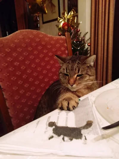 Nadia_Szkoplandia - #pokazkota #koty #swieta
Wesołych Świąt życzy Sznurek z Szkopland...