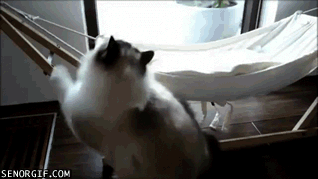 pierdze - #gif #smiesznekotki #koty #kot 

Jeśli nie chcesz przegapić następnej por...