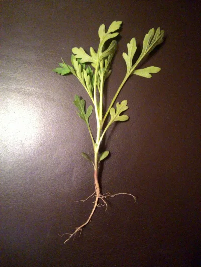 Madeline92 - Ktoś wie jaka to #roślina ? Jest jakiś #biolog na sali? Rośnie toto na p...