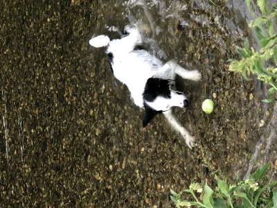 KatStanley - #bordercollie #woda #pies