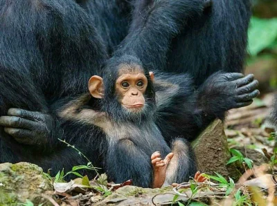 qxbqxb - @NieznanyWykopek: Jakby małpie pozwolić losować kuleczki to by skuteczność m...