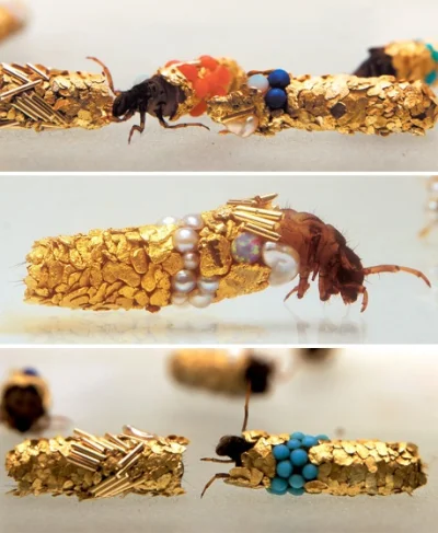 K.....z - "Caddisfly larvae build protective cases using materials found in their env...
