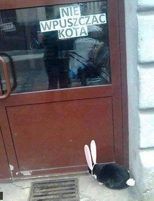 kontra - #byloaledobre #humor #koty #mistrzkamuflazu
