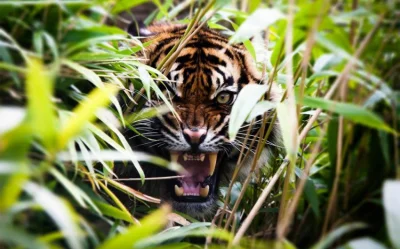 pogop - #zwierzaczki #kotki #tygrysy #ladnakicia