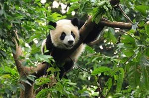 MalyBiolog - Realizowanie w Chinach programów ochrony pandy wielkiej, żyjącej w warun...