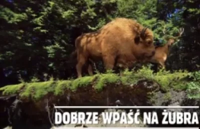 wspomnienieciszy - "Dobrze wpaść na Żubra".