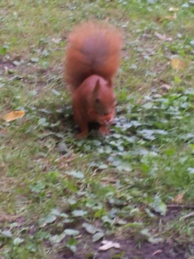 A.....i - Wiewiórki są słodkie i rude :) jadła mi z ręki. 



#wiewior