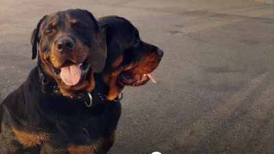 onlyangel - #piesel #smiesznypiesek #heheszki #rottweiler