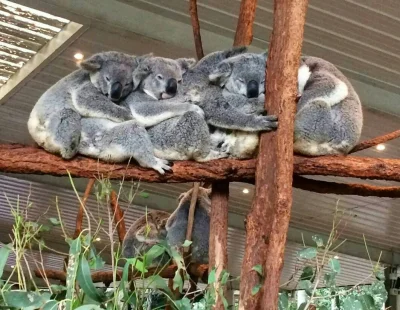 Najzajebistszy - Eukaliptus łagodzi obyczaje. ʕ•ᴥ•ʔ

#koala #koalowabojowka #zwierzac...