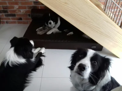 red7000 - Tak naprawdę, mając 3 bordery collie w domu #smiesznypiesek to twoje życie ...