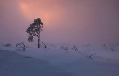 Elthiryel - Zimowy zmierzch w norweskim lesie (｡◕‿‿◕｡)

źródło

#earthporn #fotog...