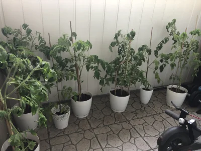 Parsley - Pomidorki rosną jak szalone ( ͡° ͜ʖ ͡°) #ogrodnictwo #pomidory