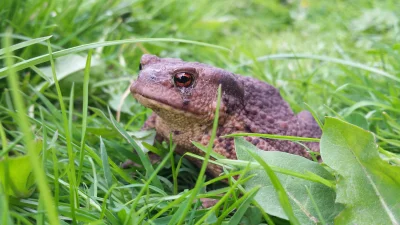 Dragnipur - Smutna żaba (wiem, że to ropucha)