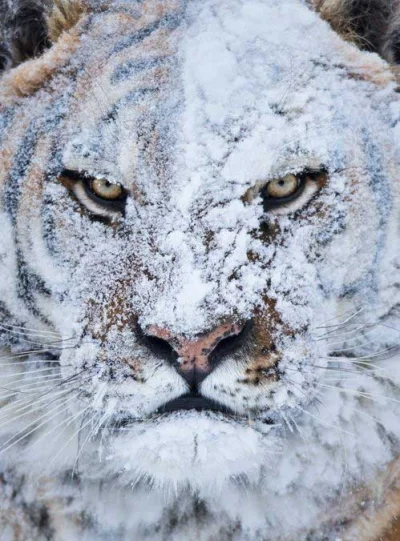 E.....e - Tygrys po walce w śniegu.
#koty 
#smiesznykotek
