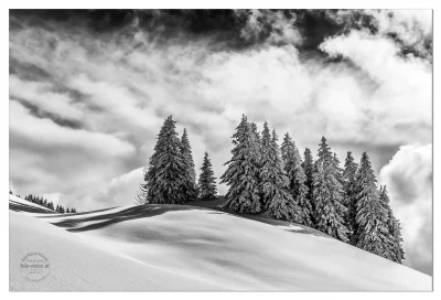 pokrakon - #fotografia #zima #drzewa #austria 
Tyrol, Austria 
fot. Gerhard Vlcek