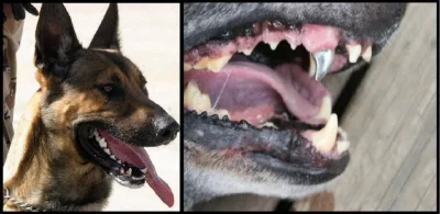Baczy - Niektóre psy służące w wojsku mają wstawione tytanowe zęby, które są w stanie...