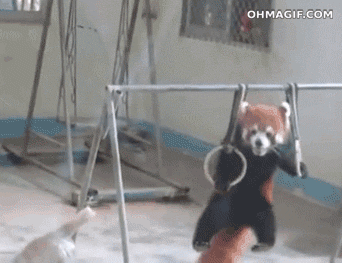 kolakao - Panda czerwona zawstydza Mirków :]

#zwierzaczki #gif