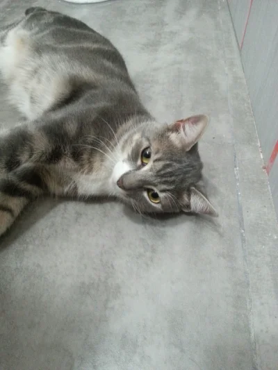 Zkropkao_Na - Zmora lubi spać w łazience :)
#koty #pokazkota #zmora