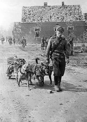 HaHard - Ranny sowiecki żołnierz transportowany przez psi zaprzęg.
1944

#haconten...