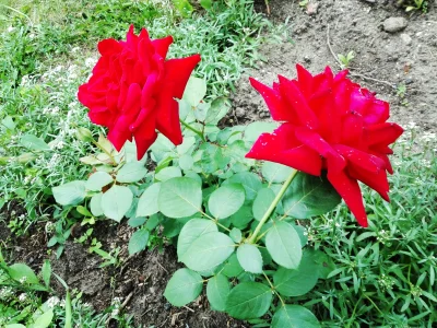 laaalaaa - Róża nr 27 - młoda, tegoroczny nabytek ( ͡° ͜ʖ ͡°)
#mojeroze #chwalesie #...