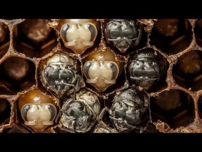 Brydzo - Korzystając z okazji wrzucam film z rozwoju ziomków pszczół